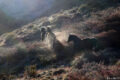 Caballos al amanecer