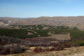 Forestaciones de pinos